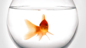 Dann vielleicht besser einen Goldfisch