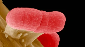 Dieses Leben ist uns fremd