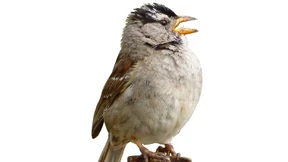 Das Getöse um den Lockdown