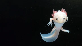 Das Geheimnis des Axolotl