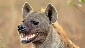 Von Schlingen gezeichnet