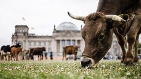Greenpeace lässt Kühe vor dem Reichstag grasen