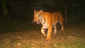 Tiger nimmt Kamerafalle ins Maul