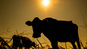 Wurst ohne Schmerzen