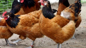 Die Hühnerleiter ins Glück