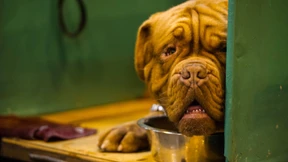 Herrchen & Hündchen - eine Partner-Psychose?