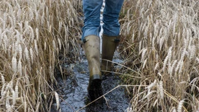 Welcher Weizen hält am meisten aus?