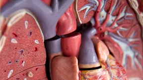 Die FDP zwischen Herz- und Hirntod?