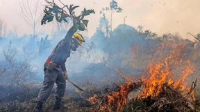 Dürren und Brände so schädlich wie Abholzung