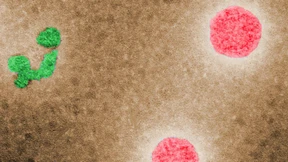 Schlamperei mit gefährlichen Erregern in Regierungslaboren