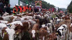 160 Kälber traben über die Autobahn 7