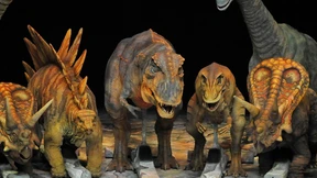 Ein Tyrannosaurus mit Rollschuhen