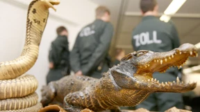 Die Schatzkammer des Zolls