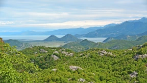 Das Pfeifen der Schildkröten