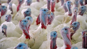 Gefährliche Vogelgrippe in Niedersachsen nachgewiesen 