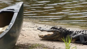 Mann stürzt von Rad und wird von Alligator attackiert