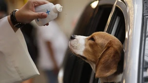 Hunde sind systemrelevant!