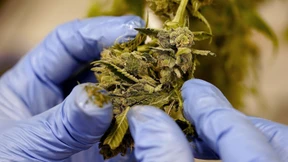 Das sagen Experten zur Cannabis-Freigabe