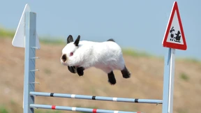 Alphatier für immer