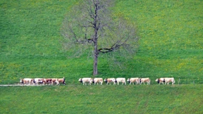 Groteske Vorstellung von der Güte des Menschen