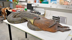 Das Anakonda-Konsortium