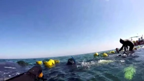 Wal an der Küste Perus gerettet