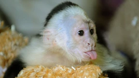 Justin Biebers Äffchen hat ein neues Zuhause