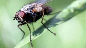 Fliegenplage im Spätherbst