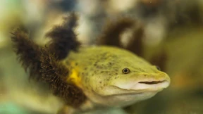 Nonnen retten besondere Molche