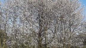 Als läge überall Schnee