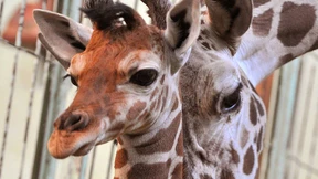 Frankfurter Zoo schläfert Giraffe „Chiara“ ein