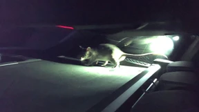 Polizei muss bissige Riesenratte „Rico“ einfangen