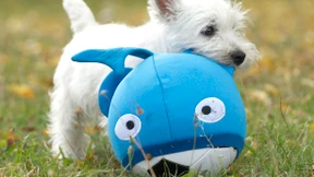 Tierbedarfshändler bittet Gläubiger um Hilfe