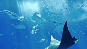 Unter der Wasseroberfläche