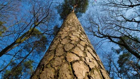 Datenblüten im deutschen Dschungel