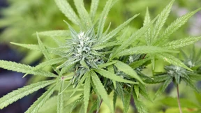 Polizeigewerkschaften warnen vor Stärkung des Schwarzmarkts