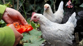 Wo meine launischen Damen wohnen