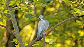Verstärkung für Straßentauben