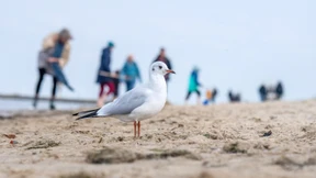 Touristiker im Norden erwarten viele Feriengäste