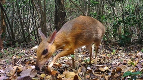 Erstmals wieder Maushirsch in Vietnam gesichtet