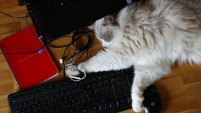 Wenn sich die Computer-Maus von selbst bewegt