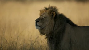 Im Schutz der Vuvuzela