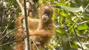 Der Genozid am „Waldmenschen“