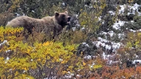 Grizzlybär greift Grundschulklasse an