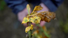 Die Wahrheit wird degradiert