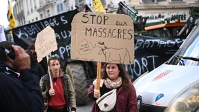 Landwirte protestieren gegen  Tötung von Tierbeständen