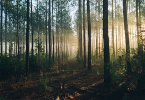 ETFs – Fluch oder Segen?