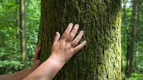 Sei nicht die Axt im Walde