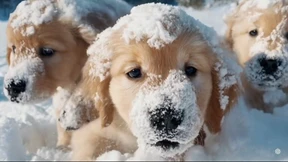 Warum gibt es so viele Tiere in KI-Videos?