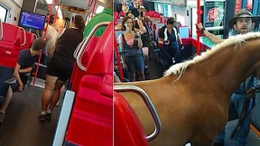 Österreicher nimmt Pferd mit in Regionalzug